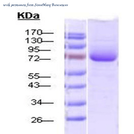 StressMarq Biosciences SPR-117 image 1