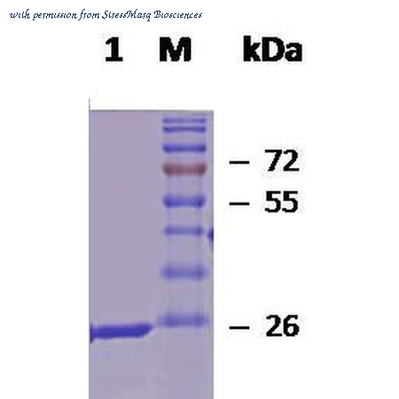 StressMarq Biosciences SPR-118B image 1
