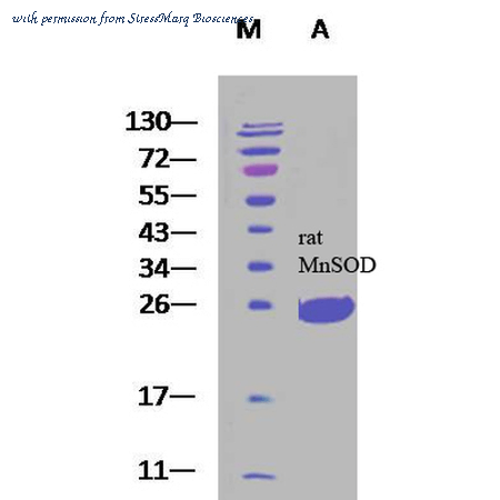 StressMarq Biosciences SPR-130 image 1