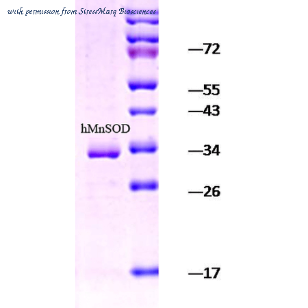 StressMarq Biosciences SPR-131 image 1