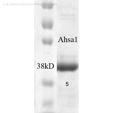 StressMarq Biosciences SPR-300 image 1