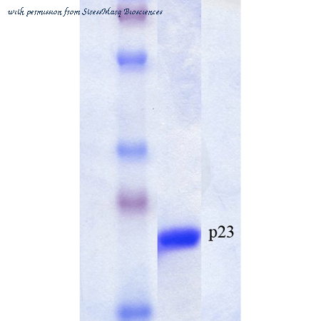 StressMarq Biosciences SPR-303 image 1