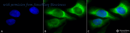 StressMarq Biosciences SMC-203 image 1
