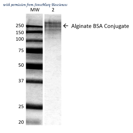StressMarq Biosciences SMC-209 image 1