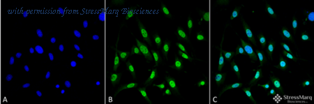 StressMarq Biosciences SMC-210 image 1