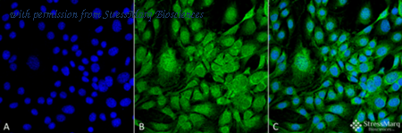 StressMarq Biosciences SMC-211 image 1