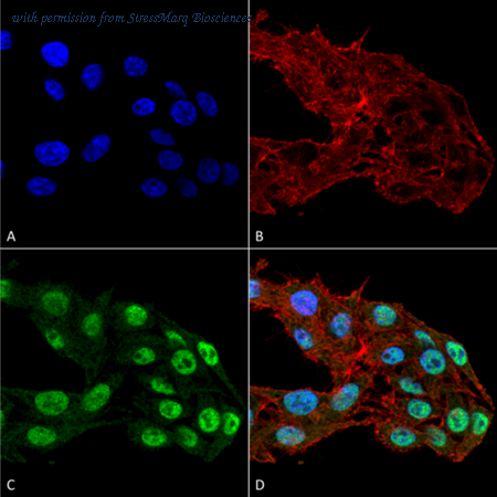 StressMarq Biosciences SMC-231D image 1