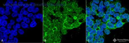 StressMarq Biosciences SMC-244 image 1