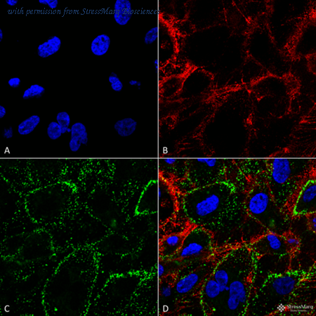 StressMarq Biosciences SMC-249 image 1