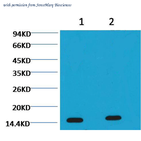 StressMarq Biosciences SMC-251D image 1