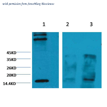 StressMarq Biosciences SMC-252D image 1