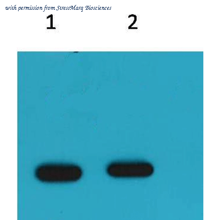StressMarq Biosciences SMC-255D image 1
