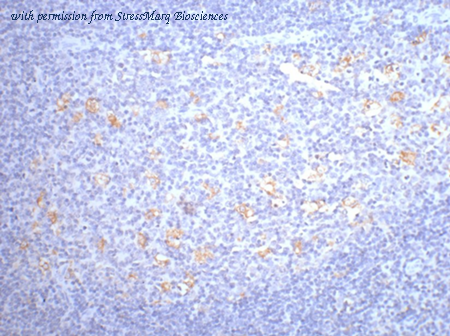 StressMarq Biosciences SMC-257D image 1
