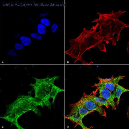 StressMarq Biosciences SMC-413 image 1