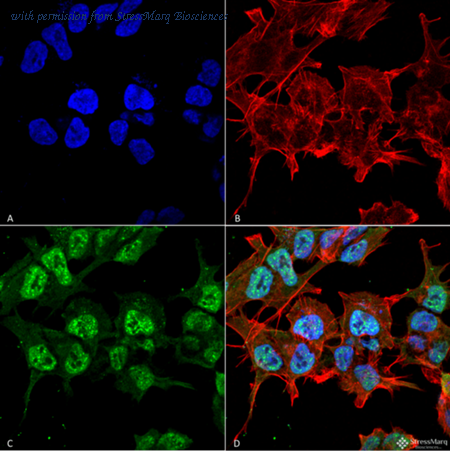 StressMarq Biosciences SMC-486 image 1