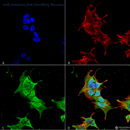 StressMarq Biosciences SMC-487 image 1