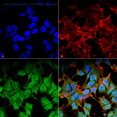 StressMarq Biosciences SMC-491 image 1