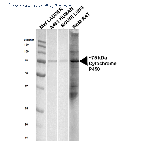 StressMarq Biosciences SPC-210D image 1