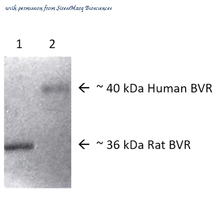 StressMarq Biosciences SPC-213D image 1