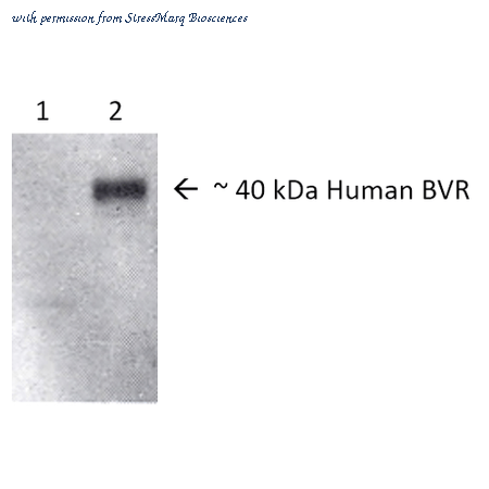 StressMarq Biosciences SPC-214D image 1