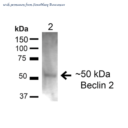 StressMarq Biosciences SPC-602D image 1