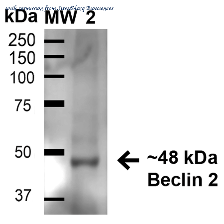 StressMarq Biosciences SPC-603D image 1