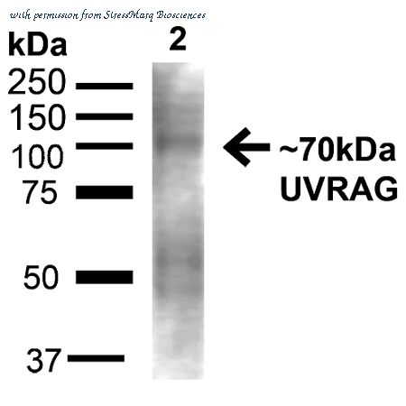 StressMarq Biosciences SPC-605D image 1