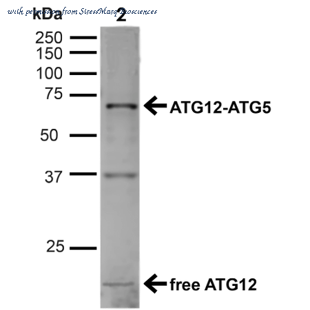 StressMarq Biosciences SPC-608D image 1