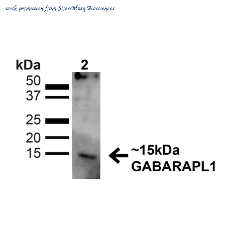 StressMarq Biosciences SPC-623D ͼ 1