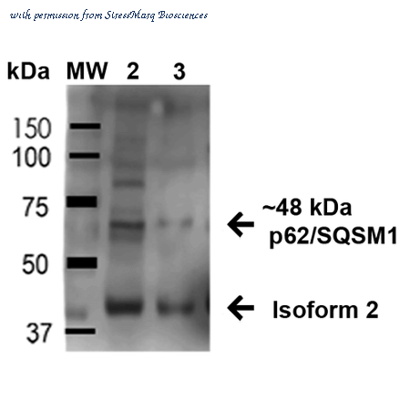 StressMarq Biosciences SPC-636D image 1