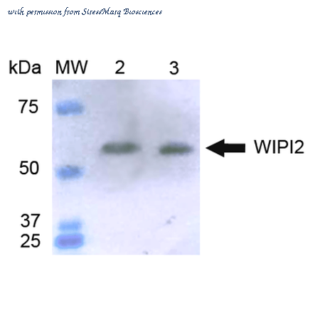 StressMarq Biosciences SPC-649D image 1