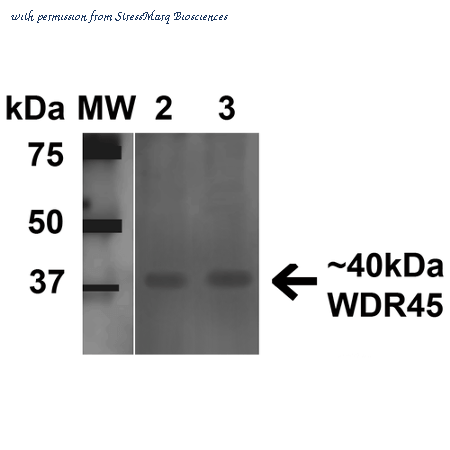 StressMarq Biosciences SPC-651 image 1