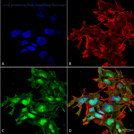 StressMarq Biosciences SPC-652 image 1