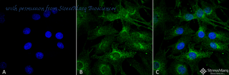 StressMarq Biosciences SPC-657D image 2