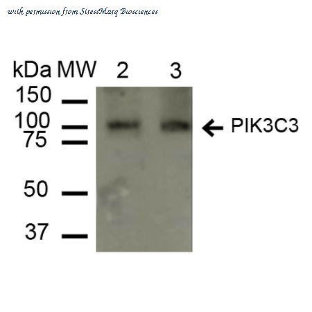 StressMarq Biosciences SPC-661D image 1