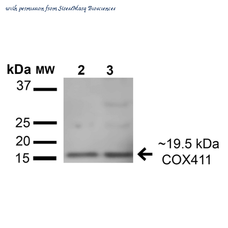 StressMarq Biosciences SPC-688D image 1