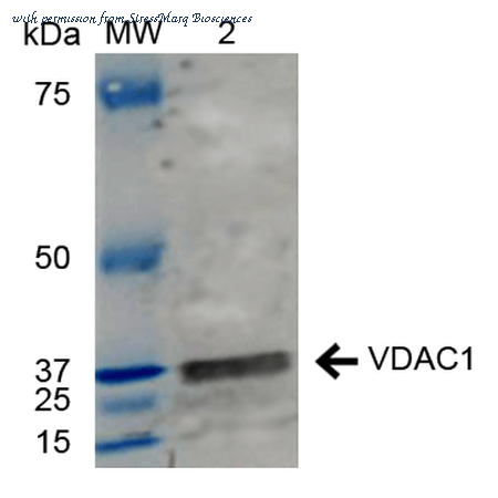 StressMarq Biosciences SPC-695D image 1