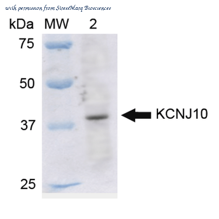 StressMarq Biosciences SPC-700D image 1