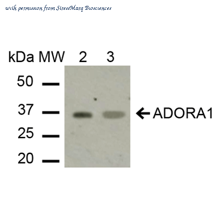 StressMarq Biosciences SPC-702D image 1