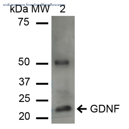 StressMarq Biosciences SPC-710D image 1