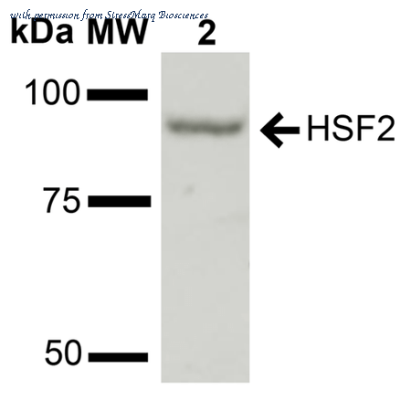StressMarq Biosciences SPC-712D image 1