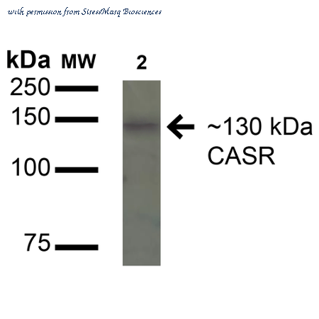 StressMarq Biosciences SPC-713D image 1