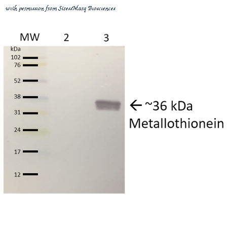 StressMarq Biosciences SPC-717D image 2