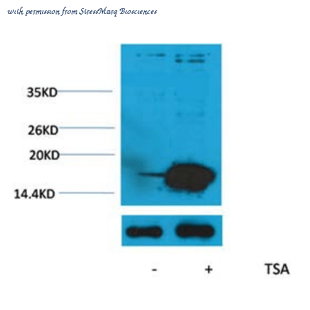 StressMarq Biosciences SPC-1255 ͼ 1