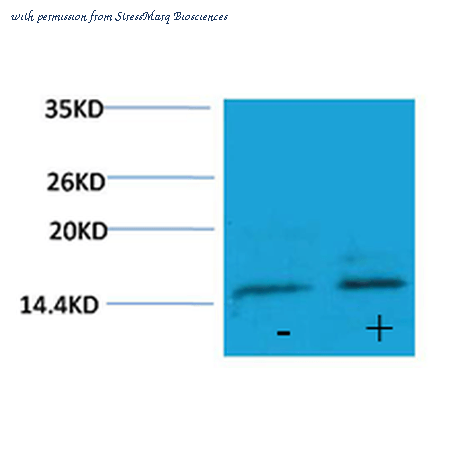 StressMarq Biosciences SPC-1256D image 2