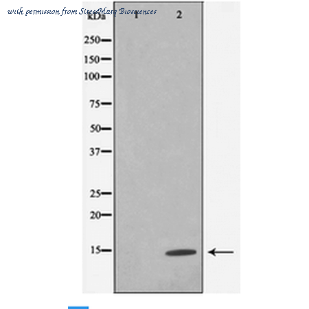 StressMarq Biosciences SPC-1257D image 2