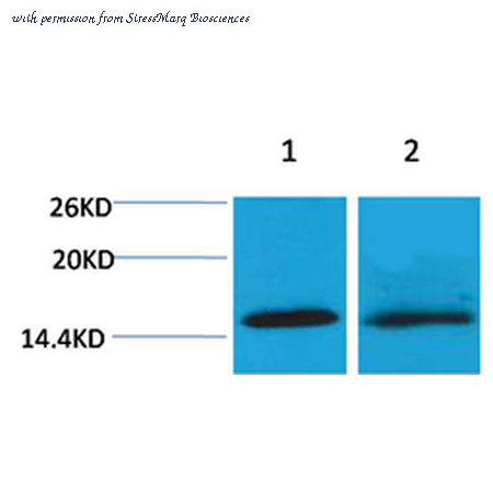 StressMarq Biosciences SPC-1258D image 1