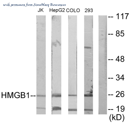 StressMarq Biosciences SPC-1259D image 1