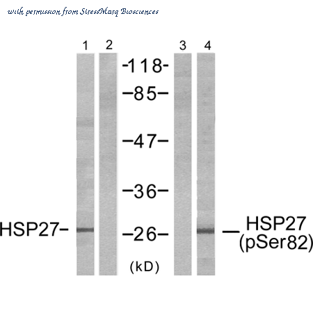 StressMarq Biosciences SPC-1262D image 1