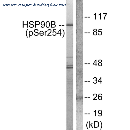 StressMarq Biosciences SPC-1267D image 1